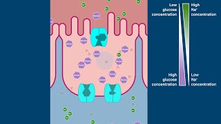 Carrier proteins and glucose uptake [upl. by Mcdonald]