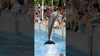 MarinelandMallorca delfinarium ausflugstipps ausflugsziel ausflugstipp tiere mallorca fun [upl. by Cochard235]