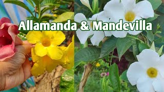 Allamanda amp Mandevilla PlantsDifferences amp Similarities [upl. by Ahseekal651]