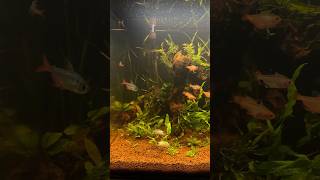 South American 300l aquarium with Hyphessobrycon tetras and neon blue acaras Hyphessobrycon acara [upl. by Anoid]