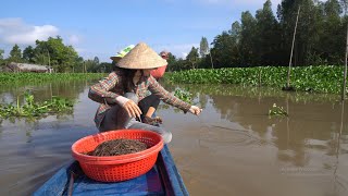 1040  Giăng câu cá tra về nướng sa tế [upl. by Sinnod]