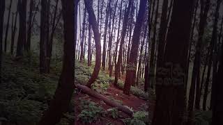 Pine Forest Vagamon [upl. by Fulmis]