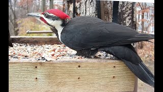 Pileated Woodpecker in the bird feeder [upl. by Catharina]