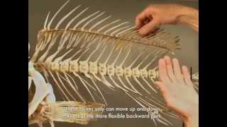 Reading Bones The Fish Skeleton [upl. by Asillem]