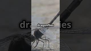 Dragonflies flying forward and backward animals dragonflies shorts insects shortvideo [upl. by Yatnahc]