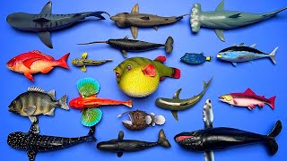 17 Sea Animals Pufferfish Humpback Whale Narwhal Whale Shark Anglerfish etc MN022 [upl. by Hecker767]