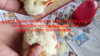 OmphalitisNavel ill and its Treatment in Case of Broiler BreederParent Stock Birds in Bangladesh [upl. by Annairoc]