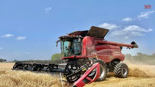 CASE IH 6150 Combine Harvesting Wheat [upl. by Tobin]