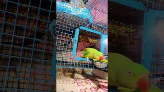 Ringneck parrot॥ parrot talking॥ Alexander parrot॥ बात करने वाला तोता 🦜 welcome everyone [upl. by Lucretia]