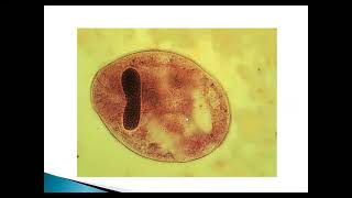 Blastocystis spp y Balantidium colo Balantioides coli [upl. by Nalo]