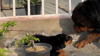 Rottweiler puppies dog for Sale cutest video  Best dog for breeding Buisenes in India [upl. by Rebane758]