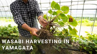 Harvesting Wasabi in Yamagata [upl. by Ellerahc]