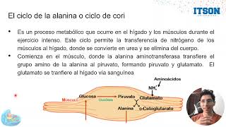 Ciclo de la Alanina y Ciclo de la Urea [upl. by Holmun983]