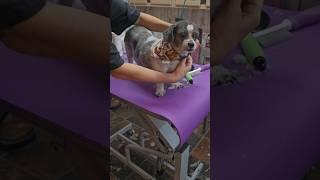 Diabetic Shihtzu mix visits the groomer [upl. by Ynnahc]