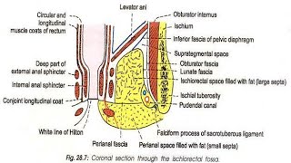 Ischioanal fossa part1Easy Anatomy  Abdomen [upl. by Eldrid185]