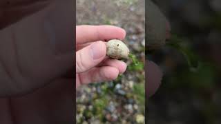 Fossilized sea urchin  An Ancint Find from the Baltic Sea 66100 Million Years old fossil beach [upl. by Anitnatsnoc]