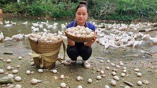 Harvesting Egg Goes To Market Sell  Cooking amp Preserving Duck Eggs  Lý Thị Ca [upl. by Barsky]