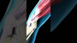 knee joint movement subscribemedical animation [upl. by Walcott]