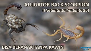 Hottentotta hottentotta Scorpion Kalajengking parthenogenesis bisa beranak tanpa kawin 🦂❤🦂 [upl. by Aden]