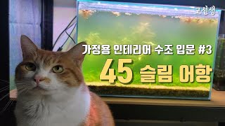 고양이용 피씨방 179일 3 고양이 피씨방 생이새우 오토싱 [upl. by Kinsler]