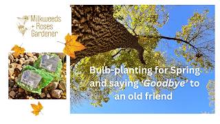 Planting bulbs for Spring 2025 and a sad revelation about our 40yearold ash tree [upl. by Painter]