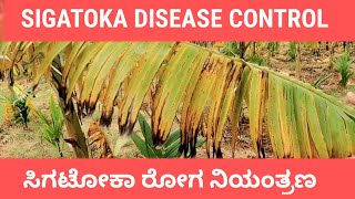 SIGATOKA DISEASE CONTROL IN BANANA PLANTATION [upl. by Dagna318]