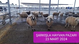 ŞARKIŞLA HAYVAN PAZARI KÜÇÜKBAŞ FİYATLARI 23 MART 2024 [upl. by Annaeirb414]