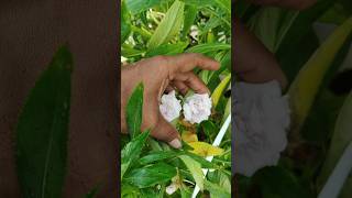 balsam plant  balsam flower gardeningtips terracegardning [upl. by Haggi]