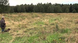 Spaniel training on Partridge [upl. by Htenaj975]