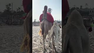 CAMELS AT THE BEACH ALDIANA DJERBA TUNISIAN [upl. by Eramal785]