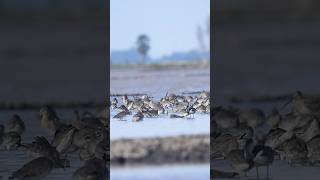 lacktailed Godwitខ្វែកសមុទ្រកន្ទុយខ្មៅBird of Boeung prek Lapouv protected landscape wildlife [upl. by Skricki863]