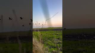 hunting waterfowl goose birds [upl. by Kylie]