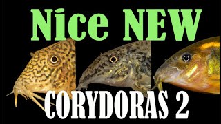 New Corydoras Guide 2  10 more interesting Corydoras catfish  CW160 CW198 fulleri  more [upl. by Uwton981]