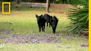 Loose Wild Hogs  National Geographic [upl. by Kamillah609]