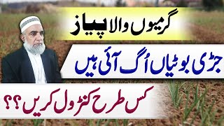 How to control weeds from summer sown onion crop  Crop Reformer [upl. by Klimesh]