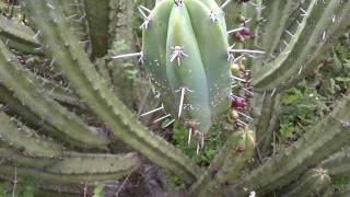 informacion de garambullo en explorando el cubilete cristo rey silao gto [upl. by Anayi222]