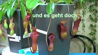 Nepenthes Kannenpflanzen im mineralischen Substrat pflegen und düngen und Umtopfen einer Nepenthes [upl. by Obala444]