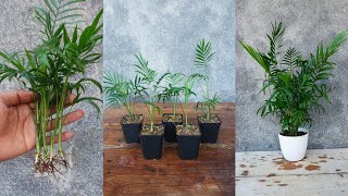 How to propagate Areca palms in simple way  Areca palm care [upl. by Rengaw]