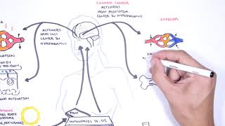 Homeostasis  negative and positive feedback thermoregulation and lactation [upl. by Wengert]