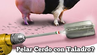 Pelar Cerdo con Taladro [upl. by Leay]