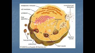 Endocytosis and Exocytosis [upl. by Anotyad]