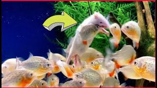 quotWARNING Live Feeding  Piranha Eats White Ratquot [upl. by Anrol]