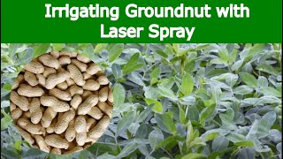 GROUNDNUT – Irrigation with Laser Spray Rain Pipe  Rain Hose [upl. by Huba88]