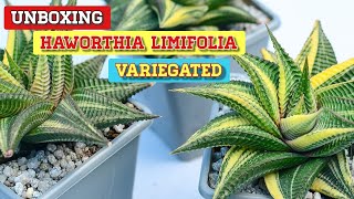 Unboxing Haworthia Limifolia Variegated  Very Easy To Grow amp Maintain  Succulent [upl. by Garv]