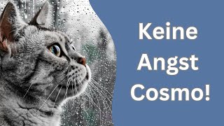 Diese Katze hat Angst dass wir ihn vergessen [upl. by Asilla]