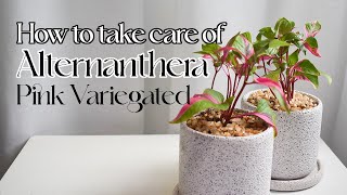 How to take care of Alternanthera Pink Variegated [upl. by Barbi]