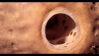 Top Five Fear of Holes Best Trypophobia Images Ever Reddit Trypophobia [upl. by Lanfri]