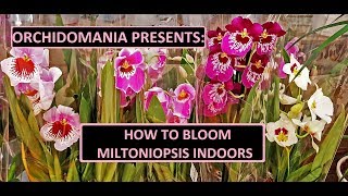 Orchidomania Presents How to Bloom Miltoniopsis Indoors [upl. by Snook]