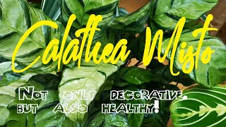 Calathea MISTO Not only decorative but also healthy [upl. by Lareneg569]