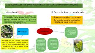 Proceso de producción de parasitoides [upl. by Acnairb921]